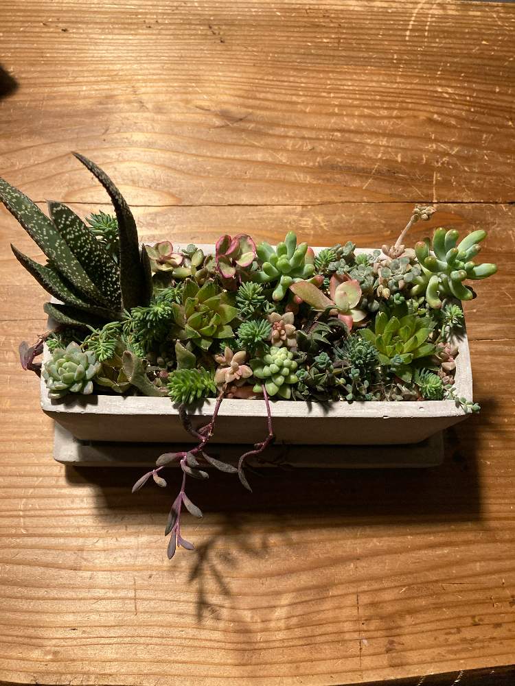 わっこさんの投稿画像 21月2月17日 Greensnap グリーンスナップ