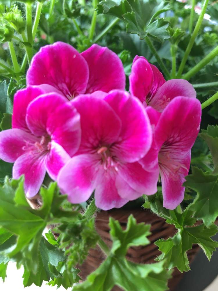 ペラルゴニウム エンジェルアイズの投稿画像 By こころんさん 21月2月17日 Greensnap グリーンスナップ