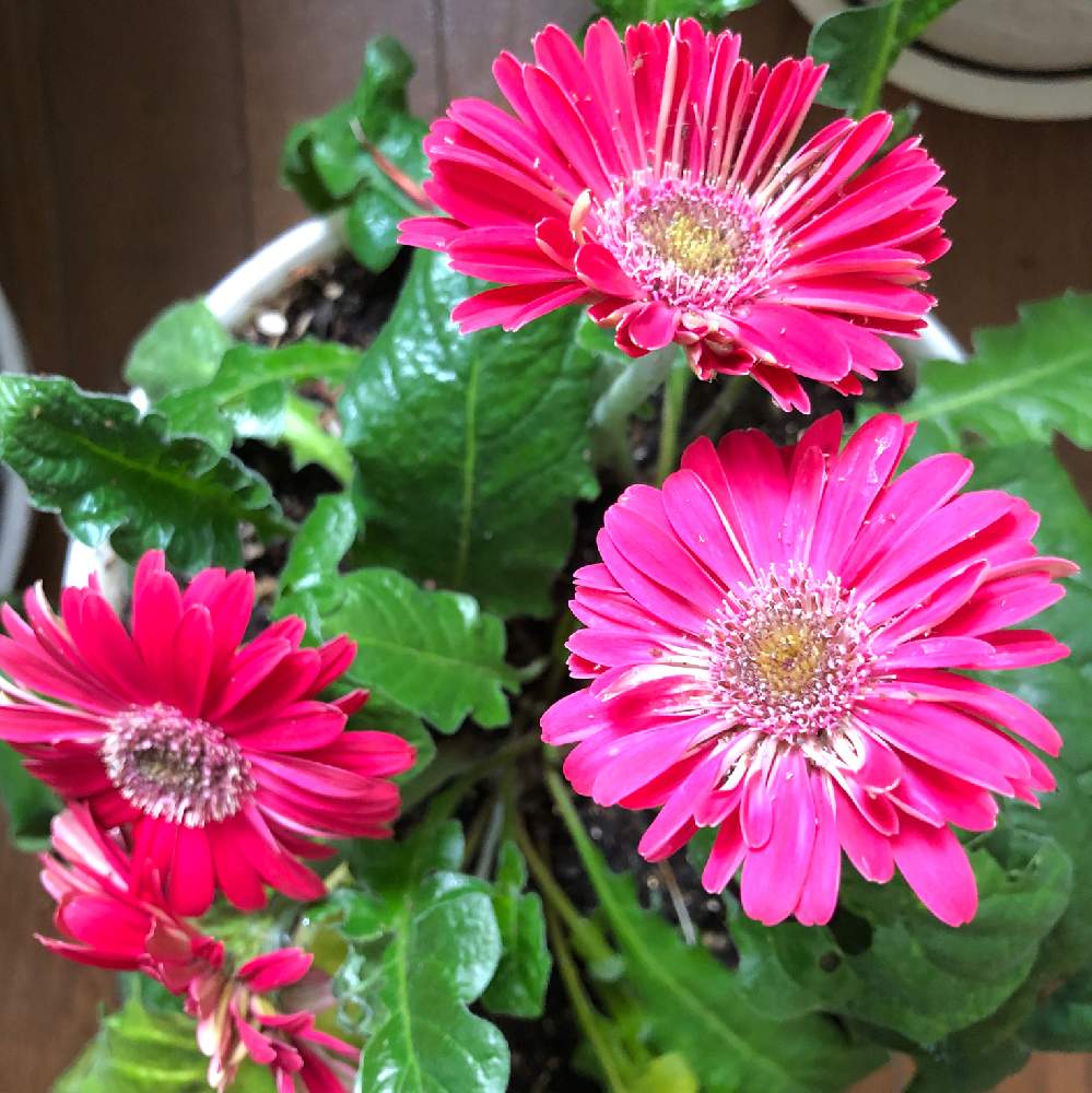 ガーベラの投稿画像 By Ohsun3さん 鉢植えと花のある暮らしと冬越しと岩手より 21月2月18日 Greensnap グリーンスナップ