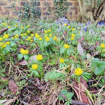 黄花節分草の投稿画像一覧 Greensnap グリーンスナップ