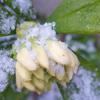 雪と植物の投稿画像一覧 Greensnap グリーンスナップ