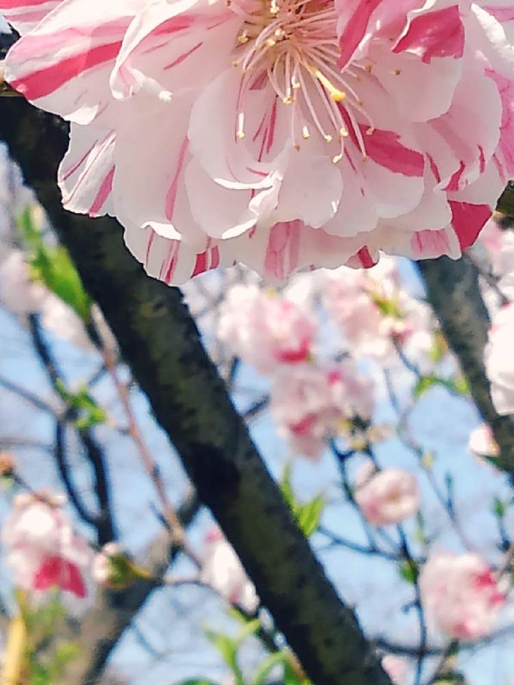 大阪城公園の花の投稿画像 By Yしのぶさん 源平咲きと今日のお花と桃の花 と綺麗 21月2月18日 Greensnap グリーンスナップ