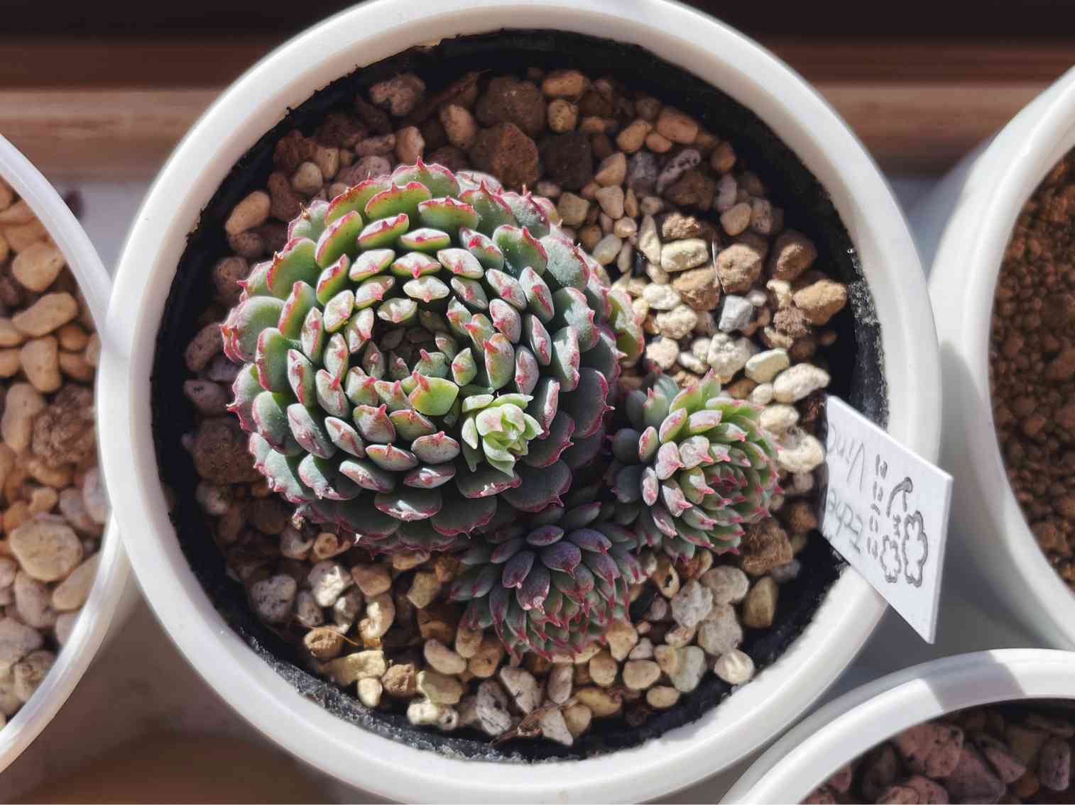 ラウリンゼ×ビンセントカトー　Kico苗　写真のもの全て ラウリンゼ × ビンセントカトー ) kicoさん苗 多肉植物