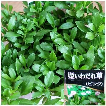 Hcコーナンの投稿画像一覧 Greensnap グリーンスナップ