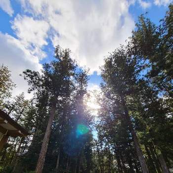 オーブゴーストの投稿画像一覧 Greensnap グリーンスナップ オーブゴーストの投稿画像一覧 Greensnap グリーンスナップ