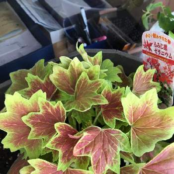 もみじ葉ゼラニウムの投稿画像一覧 Greensnap グリーンスナップ