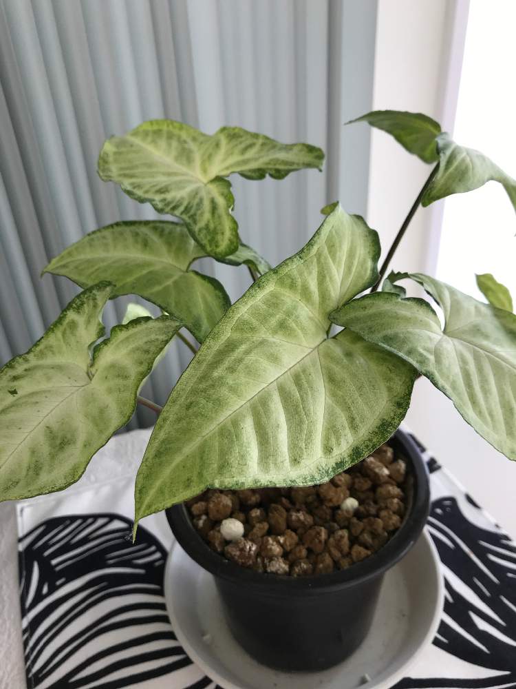 シンゴニウムの投稿画像 By Sa さん 21月2月18日 Greensnap グリーンスナップ