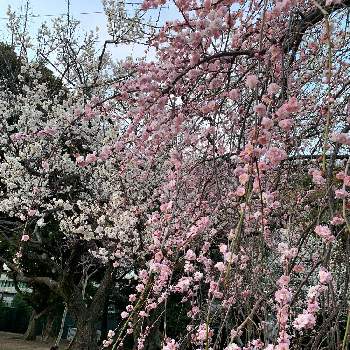 駒沢公園の画像 by 六花さん | お出かけ先と癒しと駒沢公園と白いお花とお散歩と小さな花ときれいな景色とピンク系のお花