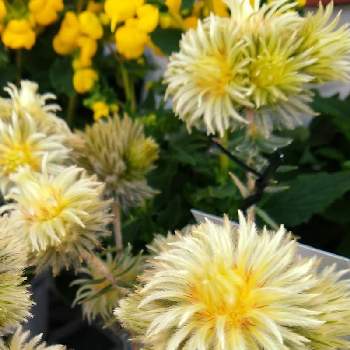 フィリカの投稿画像一覧 Greensnap グリーンスナップ