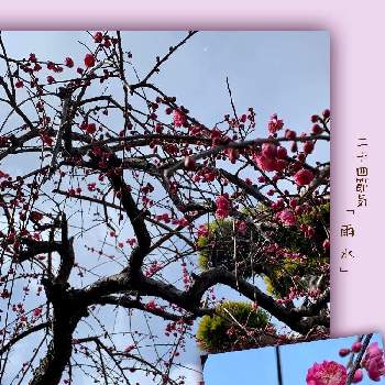二十四節気の画像 by 美野美谷さん | 広い庭と和風の庭と二十四節気と和の庭と枝垂れ梅。と庭の花木と枝垂れ梅♡