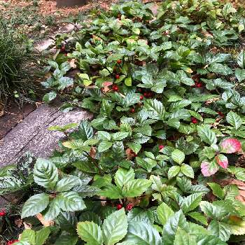 十両 ヤブコウジ の投稿画像一覧 Greensnap グリーンスナップ