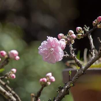 思い出picの画像 by otoさん | 小さな庭と八重の桃と鉢植え果樹と思い出picと陽の光を浴びて