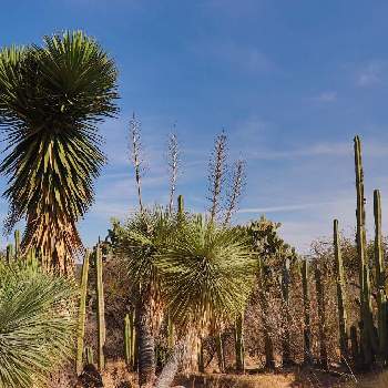 メキシコ原産の投稿画像一覧 Greensnap グリーンスナップ