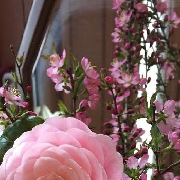 今日のお花。の画像 by 磯さんさん | 過去picと癒されて〜と今日のお花。とガーデニング初心者と桃の花☆と玄関に