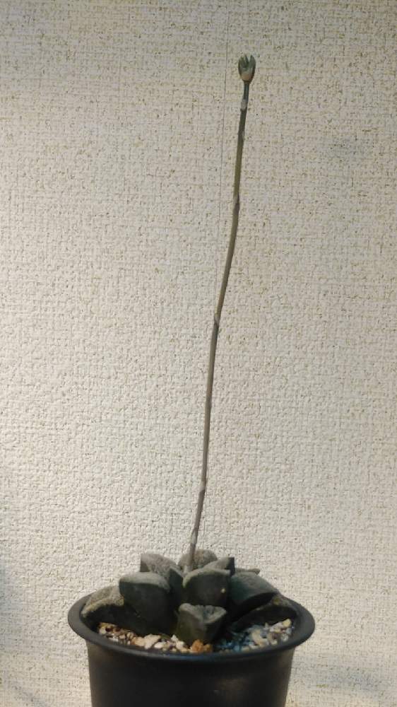 ハオルチア 雪の札の投稿画像 By セヴランさん 多肉植物とハオルチア属と多肉初心者と多肉の花芽 21月2月18日 Greensnap グリーンスナップ