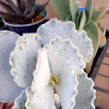 ヨボヨボ爺さんの投稿画像一覧 Greensnap グリーンスナップ