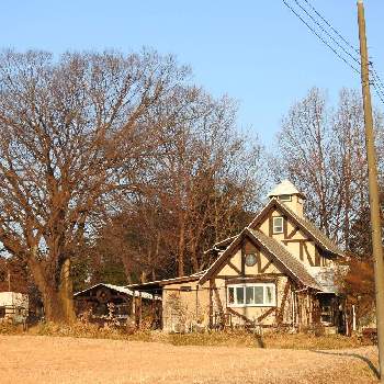 ガーデンカフェの投稿画像一覧 Greensnap グリーンスナップ