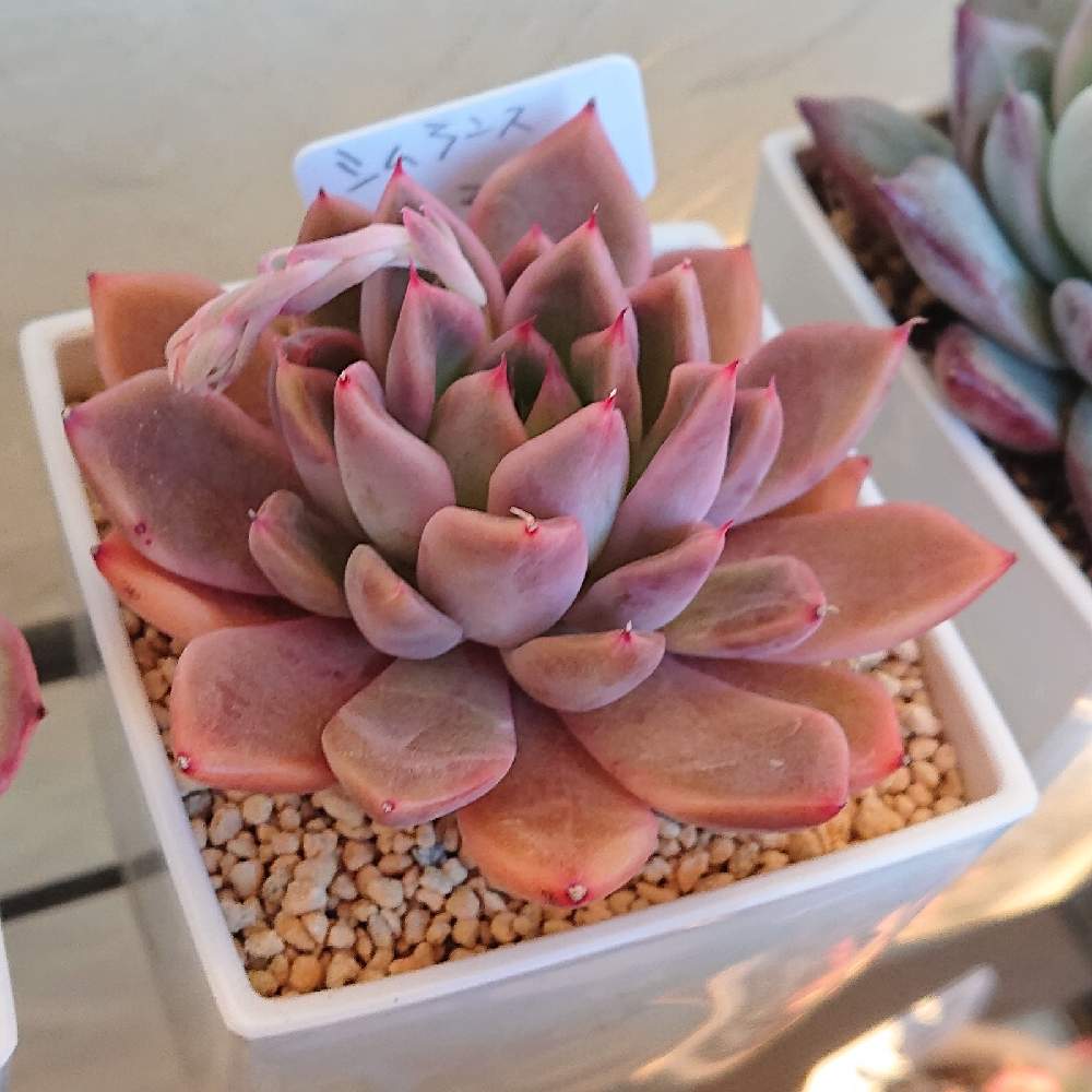 シムランス マリアの投稿画像 By キメラさん 花芽と多肉植物とつぼみと多肉女子とみどりのまとめと紅葉 多肉とタニラーとキメラの記録と成長記録と花芽と多肉植物とつぼみと多肉女子とみどりのまとめと紅葉多肉とタニラーとキメラの記録と成長記録 21月2月19日