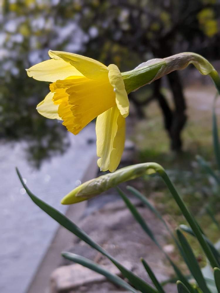 黄色い水仙の投稿画像 By 風船カズラさん ラッパ水仙 とgs句会とラッパスイセン とウォーキングと黄水仙 21月2月19日 Greensnap グリーンスナップ