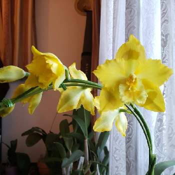 オドントグロッサム属の投稿画像一覧 Greensnap グリーンスナップ