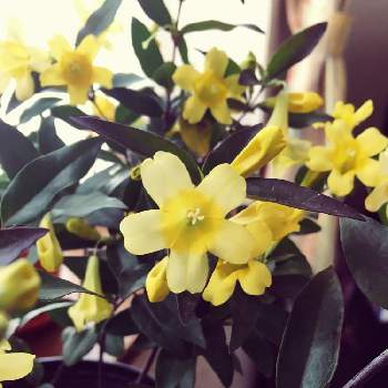 カロライナジャスミンの花の画像 by サリーワンさん | 窓辺とカロライナジャスミンと黄色の花とカロライナジャスミン♡とカロライナジャスミンの花