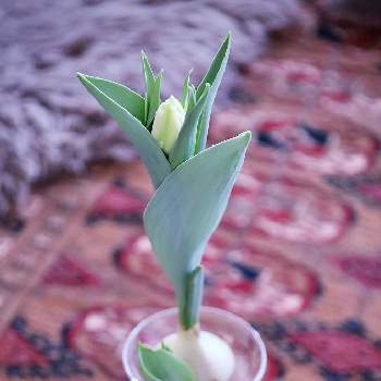 チューリップアイスクリーム の投稿画像一覧 Greensnap グリーンスナップ