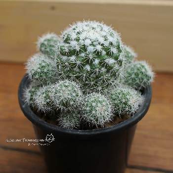 白神丸群生 マミラリア サボテン 多肉植物 Thayne Wy Com