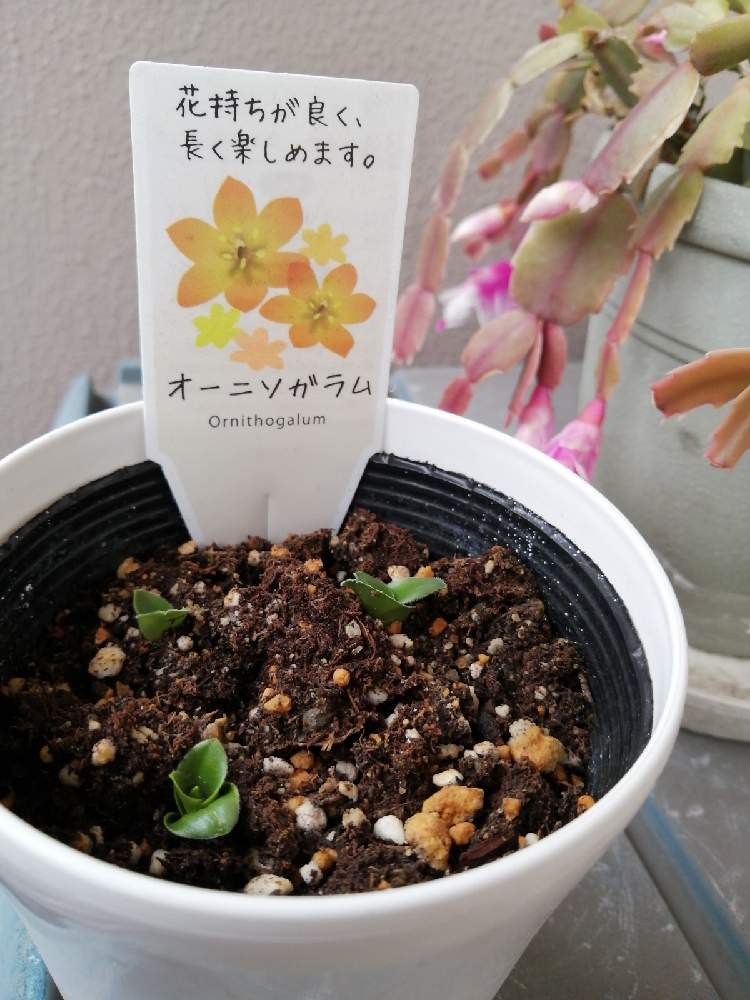 オーニソガラム再生物語 Greensnap グリーンスナップ オーニソガラム再生物語 Greensnap グリーンスナップ