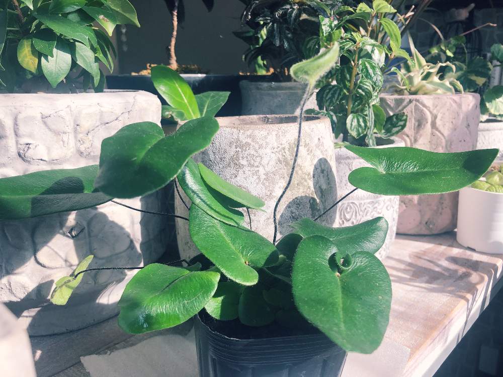 ヘミオニティス アリフォリアの投稿画像 By Alexさん ハートファンとイヌアミシダと観葉植物とグリーンのある暮らしと室内 組とベランダガーデニングとおうち園芸と観葉植物のある暮らしとシダ植物とインテリアグリーン 21月2月19日 Greensnap グリーンスナップ