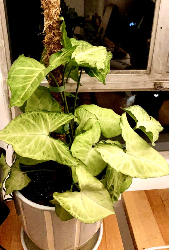 シンゴニウムの投稿画像 By 花ラブさん モスポールとモスポール 21月2月19日 Greensnap グリーンスナップ