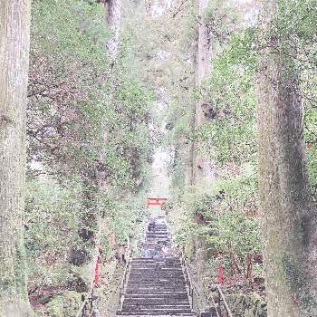 樹木 杉の木の画像 by グリーンラバーズ！さん | お出かけ先と神社と箱根神社と石階段と風景と樹木 杉の木