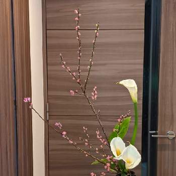 瓶花の画像 by yk桜さん | 部屋とYouは植と植物のある暮らしとカラー。と投げ入れとボタニカルライフと植物大好きと小原流と植中毒と瓶花といけばなと生け花と桃の花☆