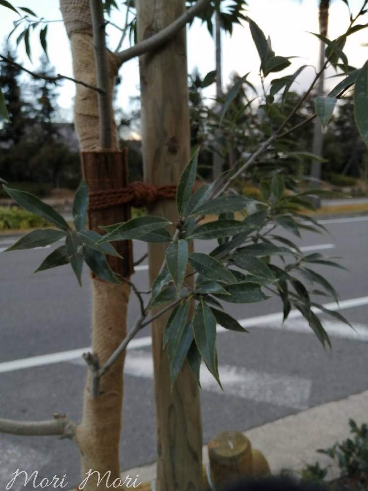 シラカシの投稿画像 By 森 森さん こんな時こそ花をと森の負けないぞ と医療現場の人々に感謝 21月2月19日 Greensnap グリーンスナップ