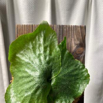 ワンダエの投稿画像一覧 Greensnap グリーンスナップ