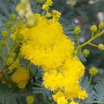 御自愛くださいの画像 by hiroさん | お出かけ先ともうすぐ春ですねと黄色の花が好きと医療関係者に感謝とありがとう❣️と御自愛くださいとコロナに負けるな‼️とミモザアカシア☆