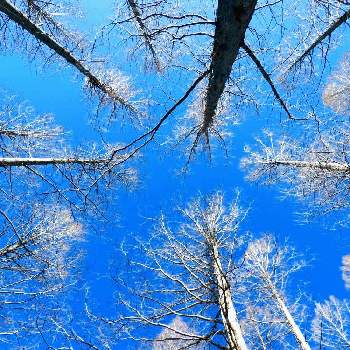 メタセコイヤの樹木の画像 by m＆oさん | お出かけ先と都立水元公園と雲仲間と空撮りと散策の途中でと今朝の散歩道と朝の散策の時と今朝の１枚とメタセコイヤの樹木