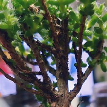 トリコディアデマ　姫紅小松の画像 by ひとすけさん | トリコディアデマ　姫紅小松とかわいいと観葉植物と萌え