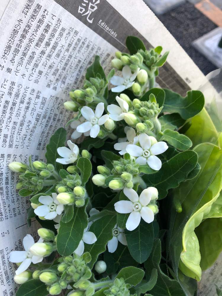 オキシペタルム の投稿画像 By Yukiooさん ホワイトスター 21月2月19日 Greensnap グリーンスナップ