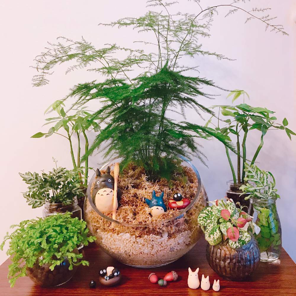 プテリスの投稿画像 By Eriさん ヒポエステスとセラギネラとアスパラガスと実生 パキラと観葉植物とグリーンのある暮らしとハイドロカルチャー と観葉植物初心者と海外暮らしとパキラと窓辺と観葉植物とグリーンのある暮らしとハイドロカルチャーと観葉植物初心者と海外