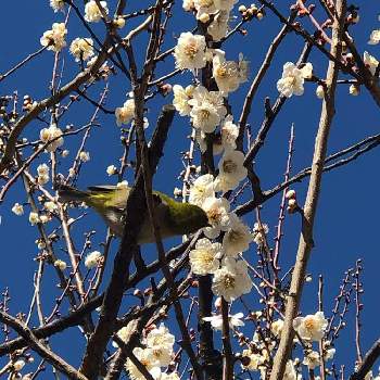 千葉市花島公園の投稿画像一覧 Greensnap グリーンスナップ