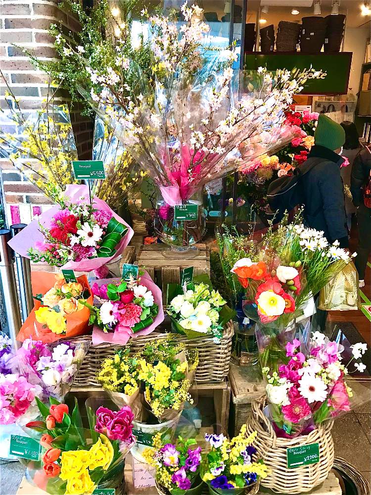 チューリップの投稿画像 By Tiさん レンギョウと啓翁桜とスイトピーとミモザとポピーと四季彩 色彩の綴りとスリーフラワー 21月2月日 Greensnap グリーンスナップ