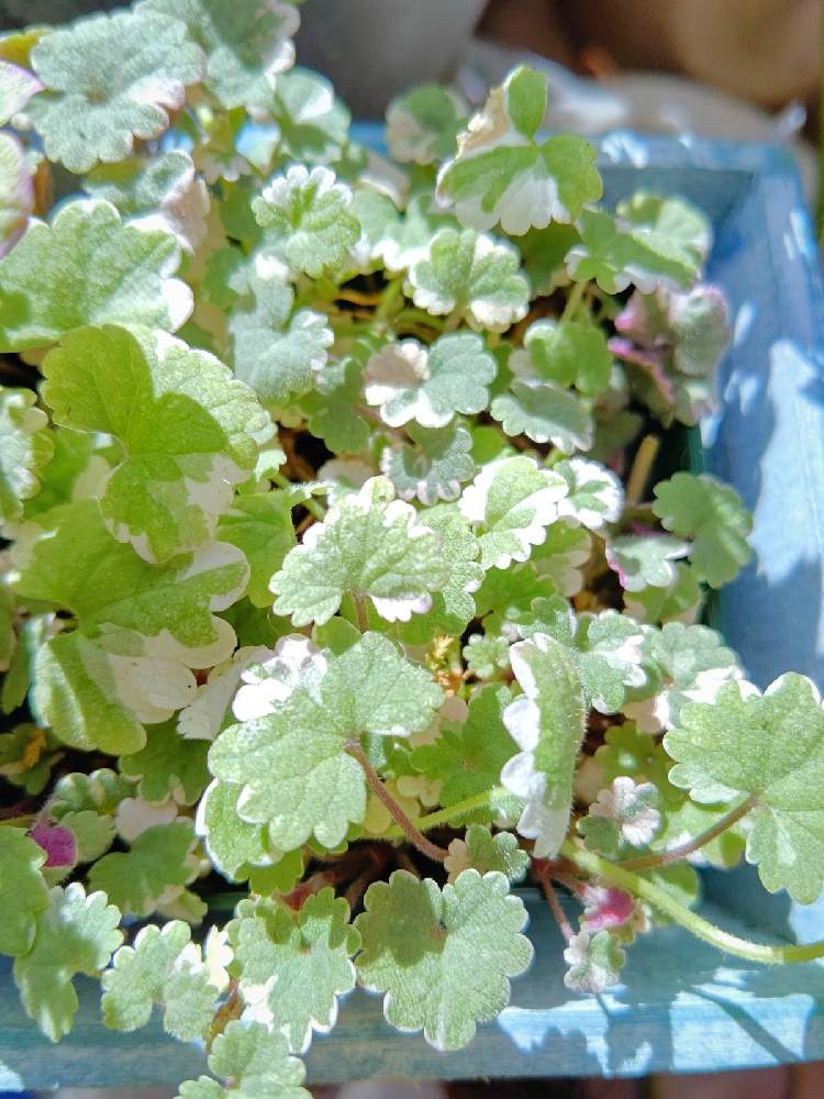 たやｸﾞﾚｺﾏ の投稿画像 By Taya S Lab さん 21月2月日 Greensnap グリーンスナップ