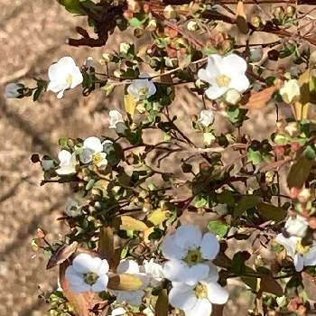 白いユキヤナギの画像 by manabeさん | 白いユキヤナギとユキヤナギ（雪柳）と近くの団地の敷地内とコゴメヤナギ♪と小さめのお花とバラ科とバラ科シモツケ属と白い花