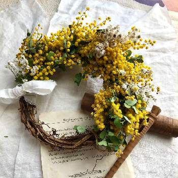 ミモザのリースの投稿画像一覧 Greensnap グリーンスナップ