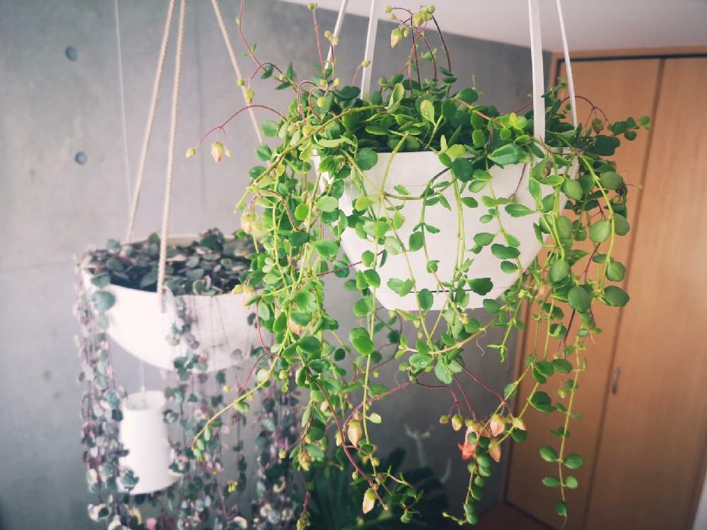 カランコエの投稿画像 By えいきちさん ハートカヅラとカランコエ フィフィと多肉植物と観葉植物とグリーンインテリアと初心者と観葉植物 初心者とインテリアと植物とねこと緑のある暮らしと無印と無印良品と多肉友達募集中と塊根植物と観葉植物のある暮らしとネコと観葉