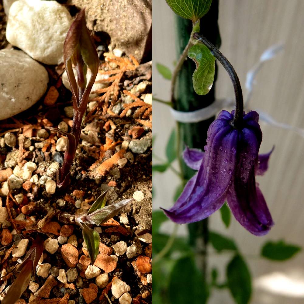 クレマチス ロウグチの投稿画像 By Lizママさん 植物のある暮らしと紫の花とクレマチス 地植えと芽吹き 21月2月日 Greensnap グリーンスナップ