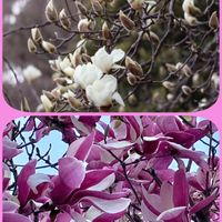 モクレン,マグノリア,ハクモクレン,シモクレン,今日のお花の画像