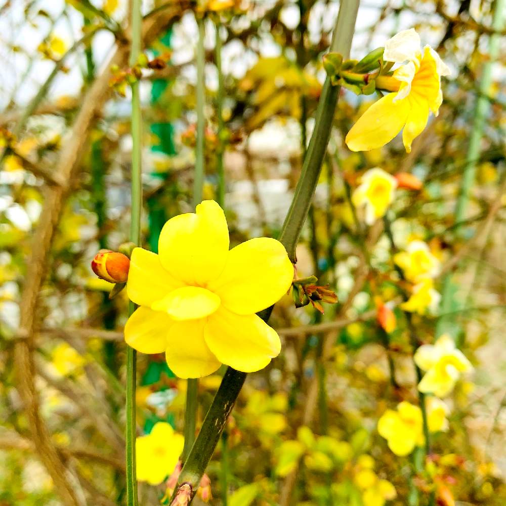 雲南黄梅の花の投稿画像 By スマイルさん ウンナンオウバイ と黄色の花と可愛いとお散歩とお花好きと黄梅と雲南黄梅の花とウンナンオウバイ と黄色の花と可愛いとお散歩とお花好き 21月2月日 Greensnap グリーンスナップ Greensnap グリーンスナップ