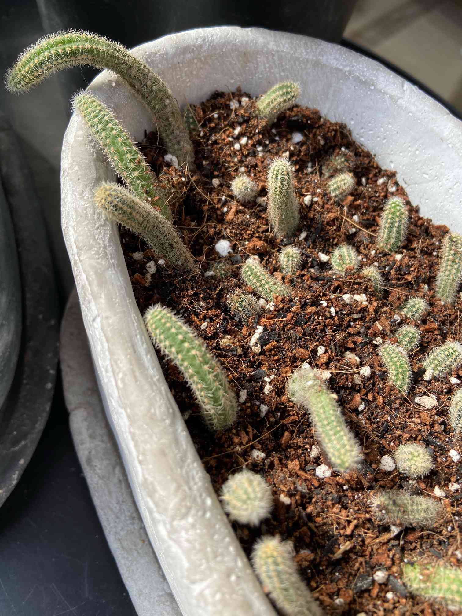 ニョロニョロ (白檀)🌵生長記録❃❃❃｜🍀GreenSnap（グリーン