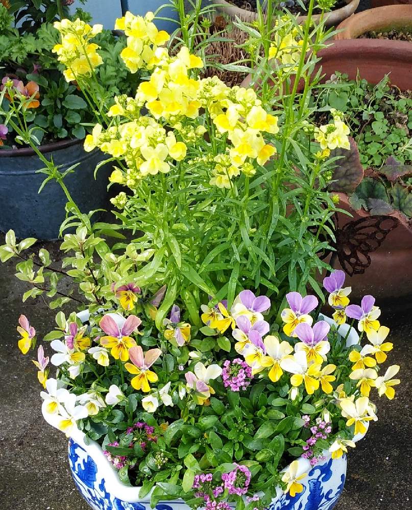 アリッサムの投稿画像 By Monchanさん ビオラとリナリア 姫金魚草 とピットスポルムエルフィンと春の兆しと寄せ植えと黄色の花と鉢植えと玄関先 21月2月日 Greensnap グリーンスナップ